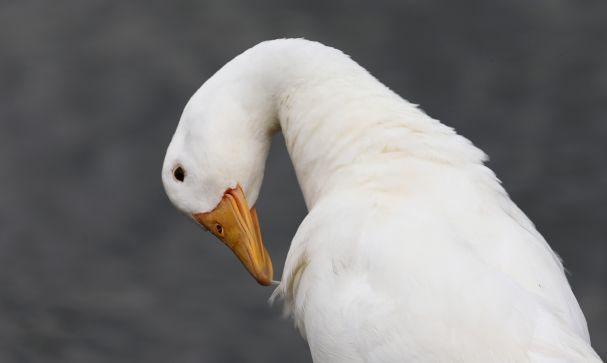 advocacy priority guidelines for poultry