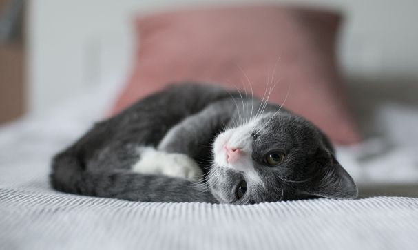 advocacy priority keeping cats safe and happy at home banner
