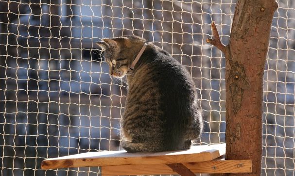 advocacy priority responsible cat guardianship