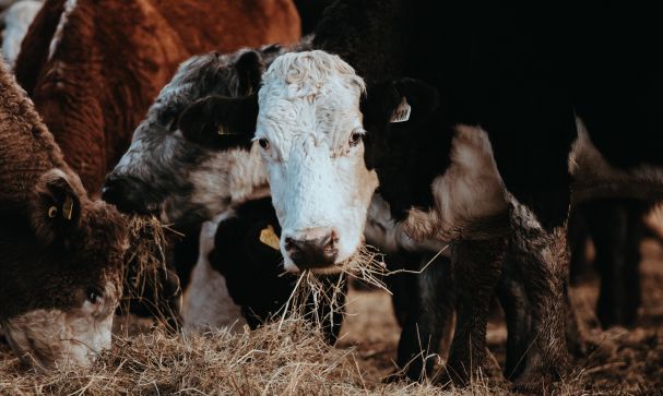 animal welfare cattle