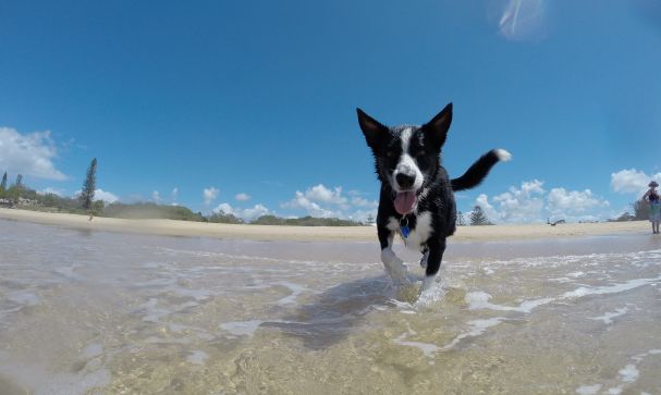 beach sea water snow winter dog 756656 pxhere.com