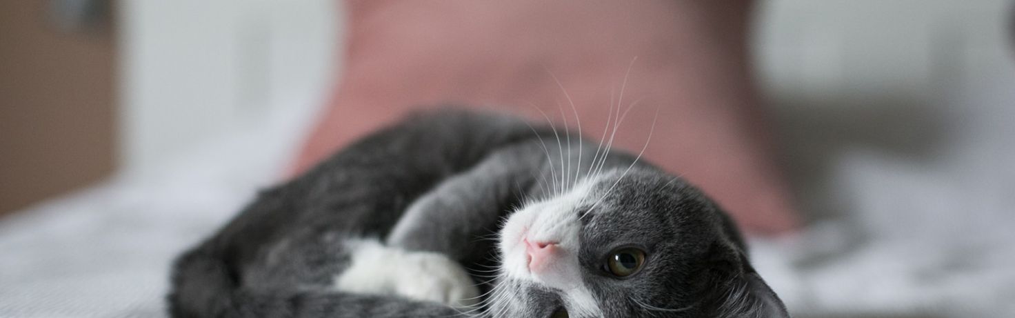 bird flu pets cat bed