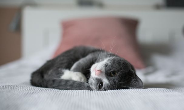 bird flu pets cat bed