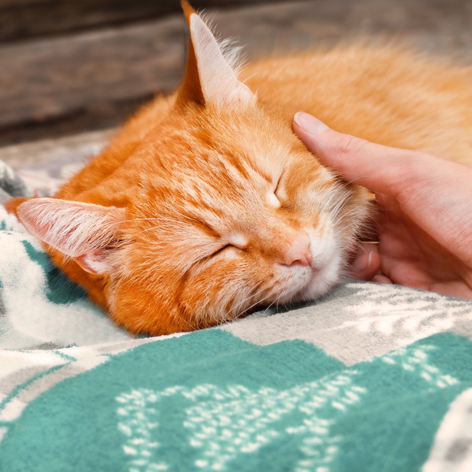 Getting Animals Top reasons why adopting an animal can be a wonderful choice | RSPCA ...