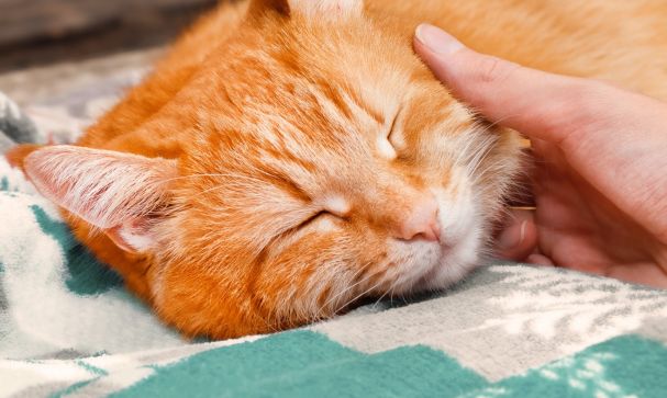 blog adopting cat orange