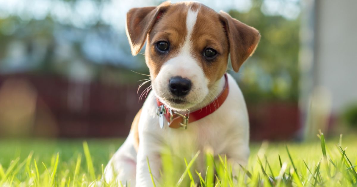 How to toilet train your puppy - RSPCA Australia