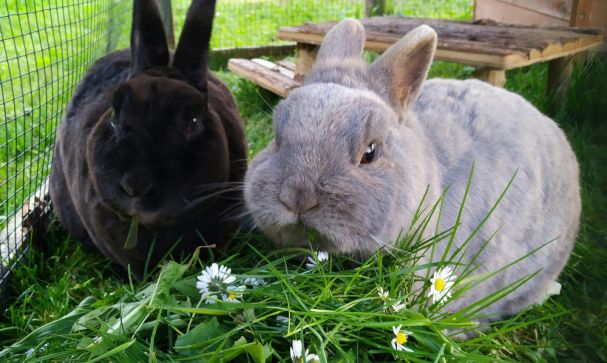 bunny boredom busters blog