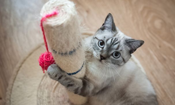 cat with pink play toy and pole