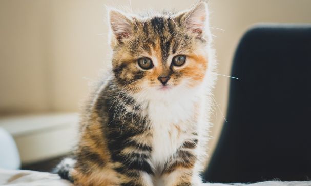 cat desexing blog