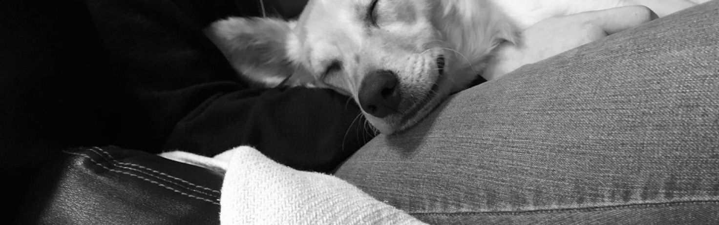 dog lap black and white