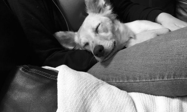 dog lap black and white