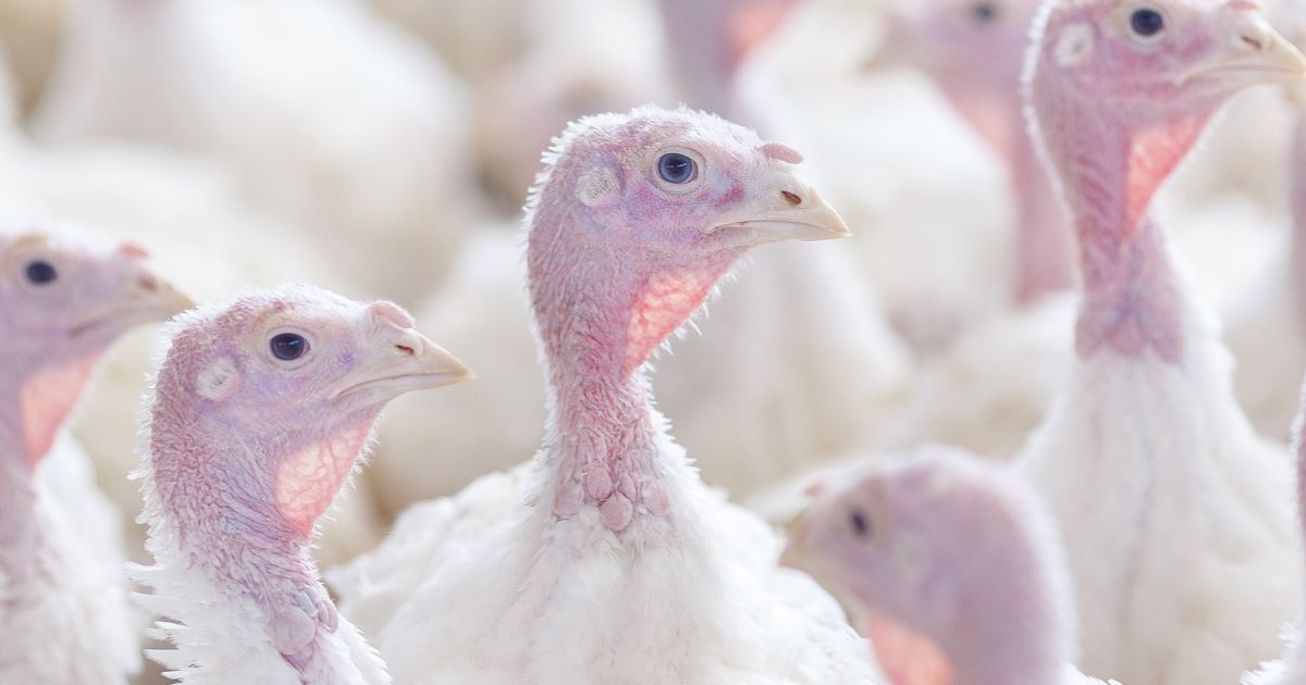 What is the most humane way to handle animals prior to slaughter