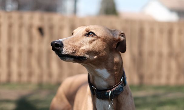 greyhound blog