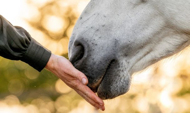 horse training and welfare blog