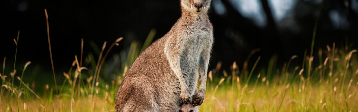 kangaroo joey long grass
