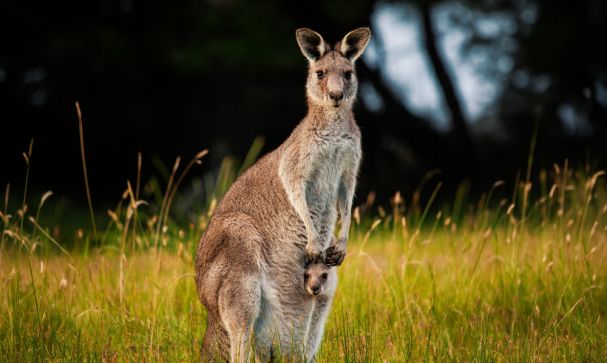 kangaroo joey long grass