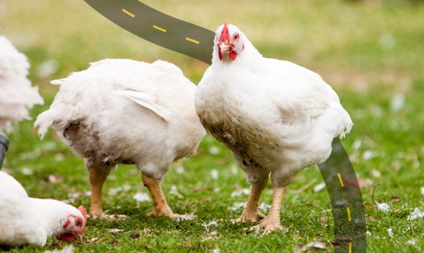 Meat Chicken Roadmap Website Hero Image 01