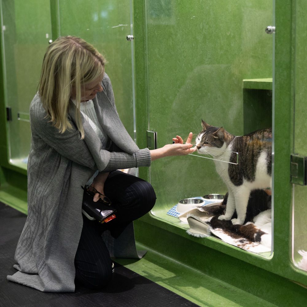 Shelters and services | RSPCA Australia