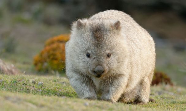 Wombat looking at camera