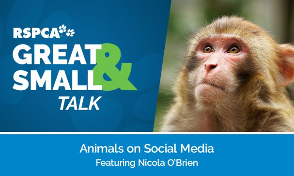 Great Small Talk Animals on Social Media Website Image