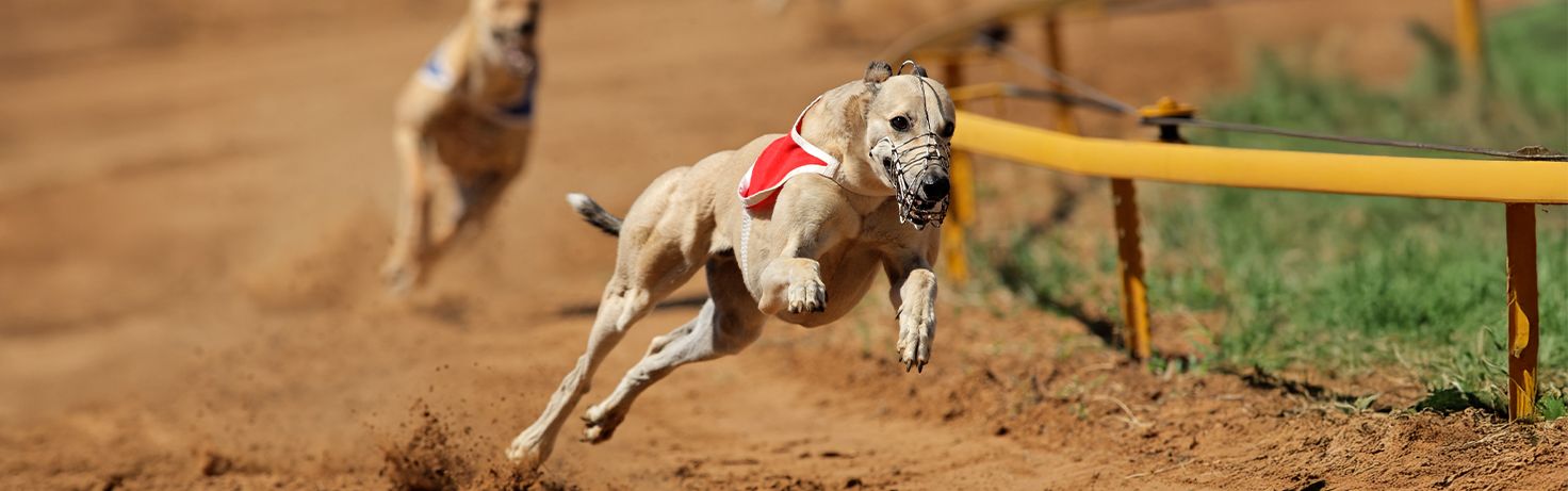 Great Small Talk Greyhound Racing Website Featured Image