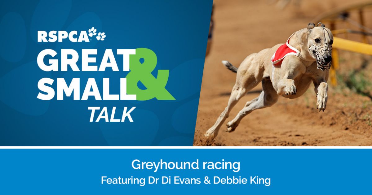 Greyhound racing | RSPCA Australia