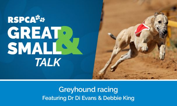 Great Small Talk Greyhound Racing Website Image