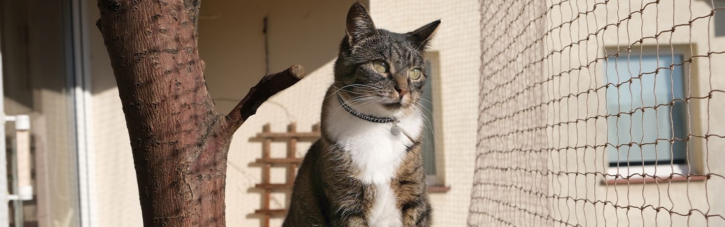 Great Small Talk Safe Happy Cats Website Featured Image