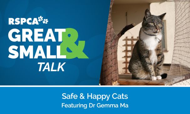 Great Small Talk Safe Happy Cats Website Image