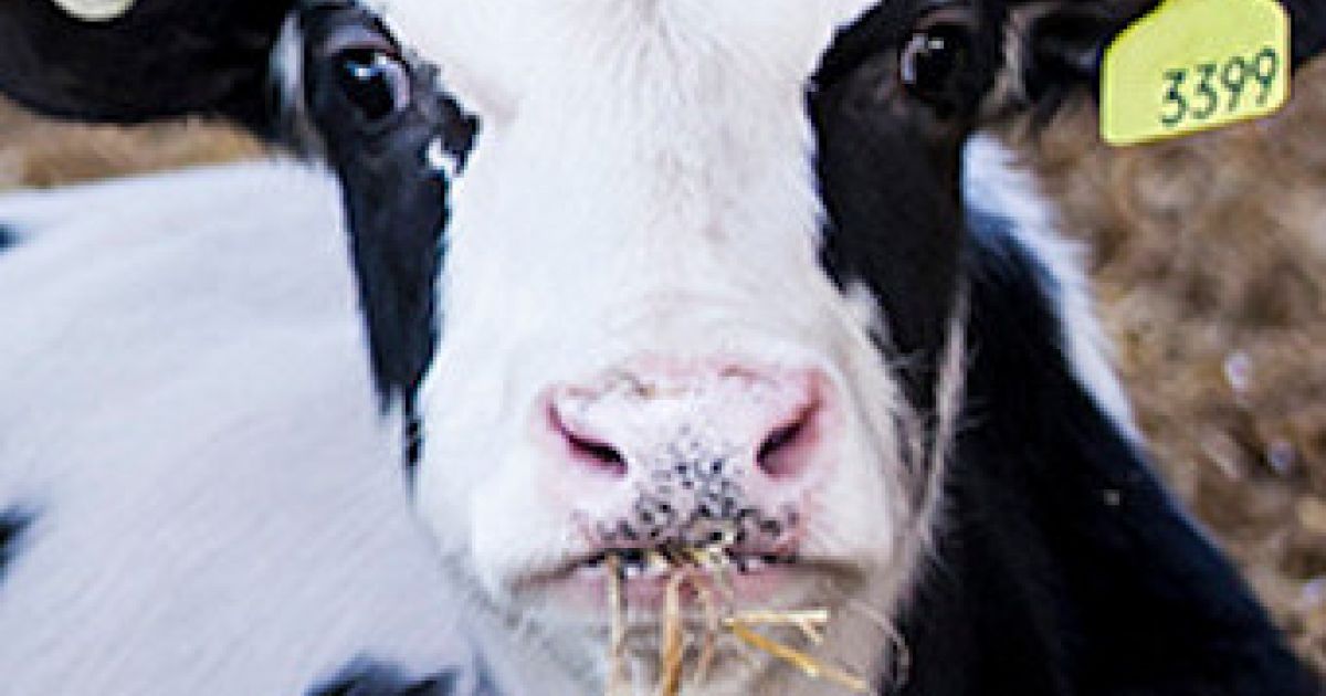 The deal with veal, and how we can improve bobby calf welfare. RSPCA