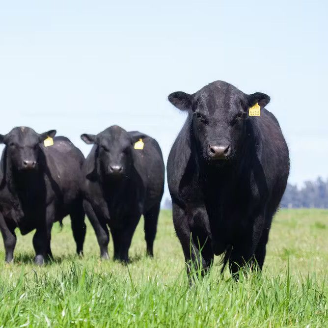 Beef cattle | RSPCA Australia