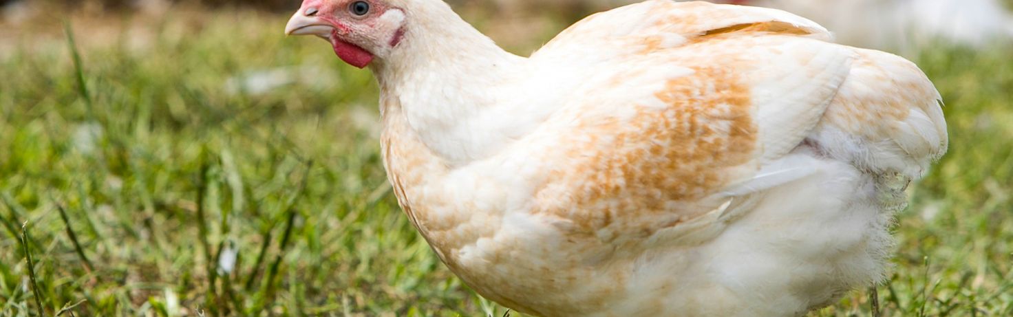 slower growing chickens blog