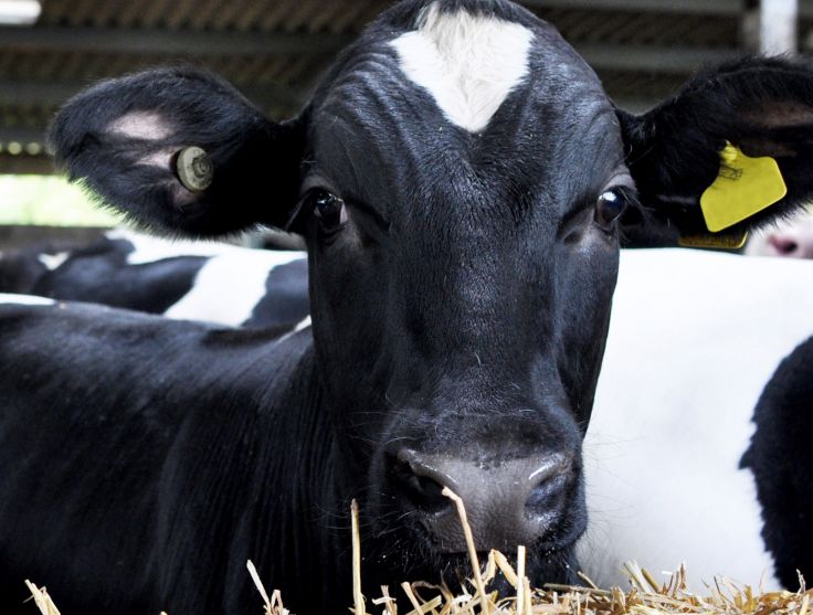 RSPCA Certified Dairy Cows 2