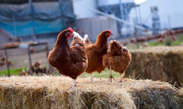 RSPCA Certified Layer Hens Outdoor 1