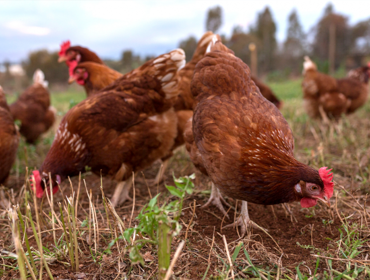 RSPCA Certified Layer Hens Outdoor 2