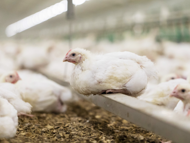 RSPCA Certified Meat Chickens Indoor 3