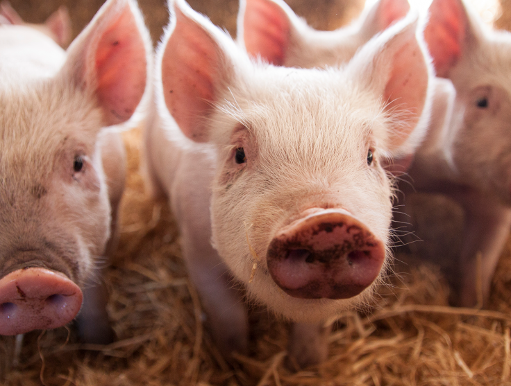 RSPCA Certified Pigs Free Range 3