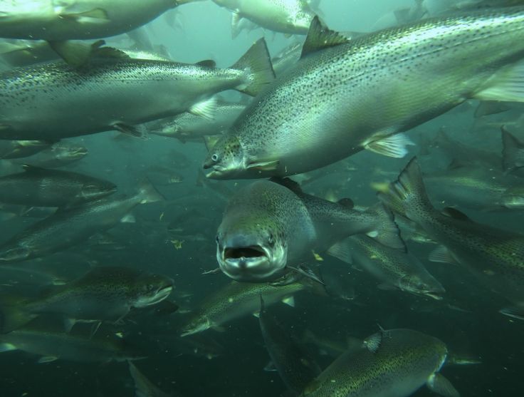 RSPCA Certified Salmon 2