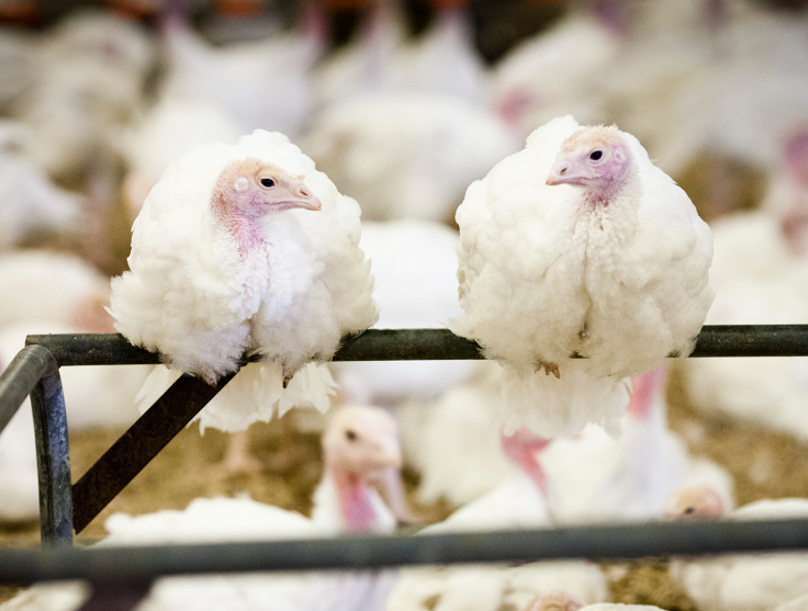 RSPCA Certified Turkeys Indoor 1