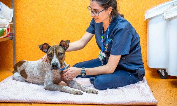 rspca australia support us landing page banner