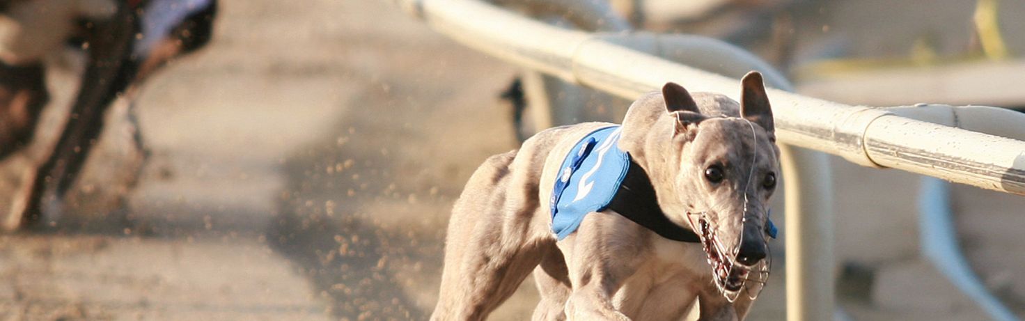 take action greyhound racing
