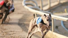 take action greyhound racing